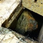 preventing tree roots sewer line
