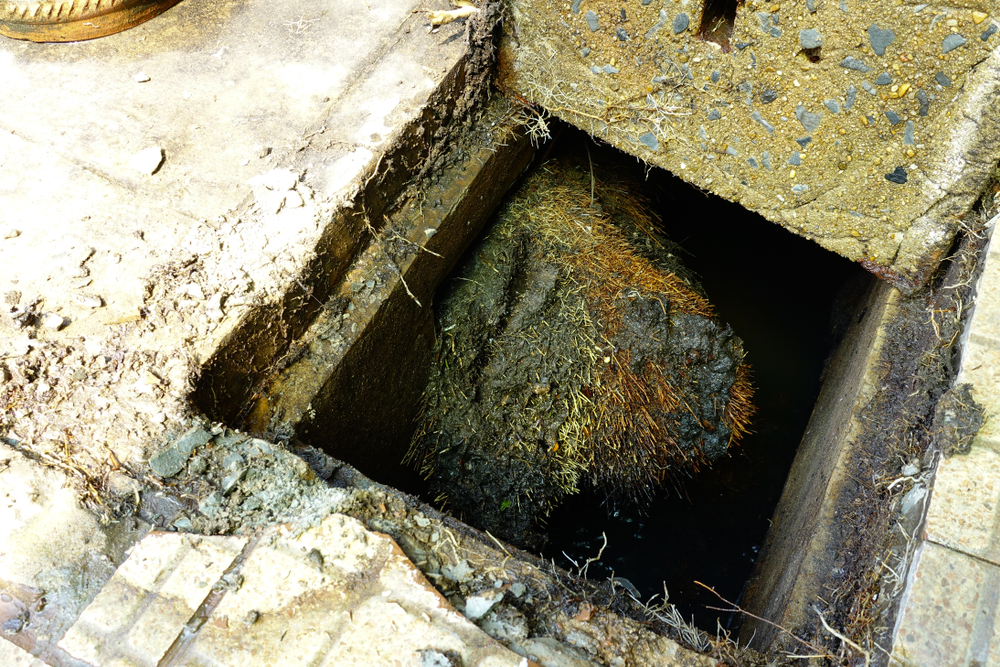 preventing tree roots sewer line
