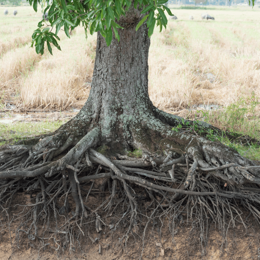 tree roots in sewer line