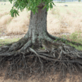 tree roots in sewer line