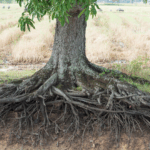 tree roots in sewer line